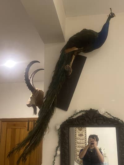 Stuffed Peacock