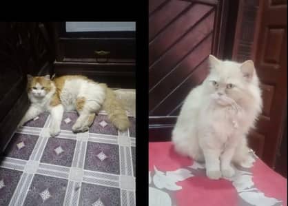 Persian Cats Pair