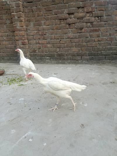 Aseel heera pathiyan