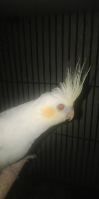 cockatiel