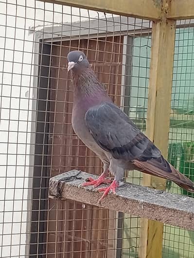 Indian surkha breeder  bachy available  reslted