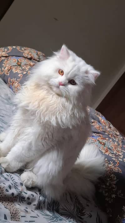 Extreme Triple coat punch face persian male cat