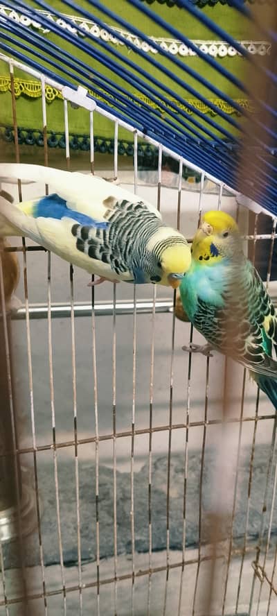 Australian parrot Available full active pairs