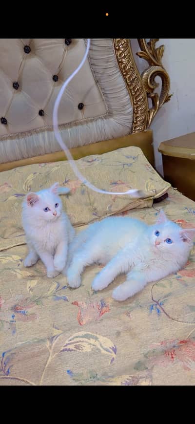 Pure White Persian Kittens Pair – Blue Eyes – 2 Months Old