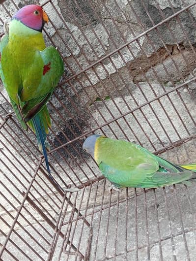 mashallah beautiful pair