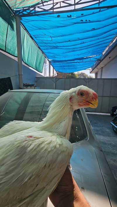 Indian Parrot | Parrot beak Male Pure Tamil nado | Coin Head Tampered