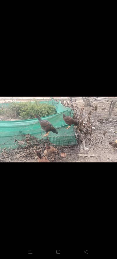 aseel hens good quality mianwali hens home breed