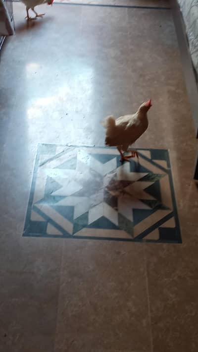 farmi murghy Hain 2 full white color