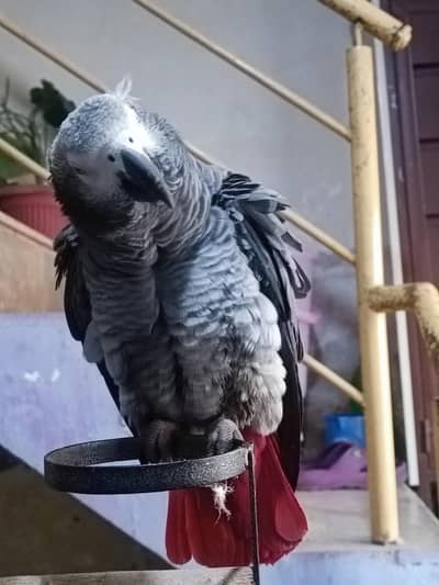 African grey parrot