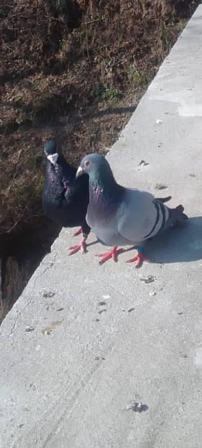 1 Reser pair for sale WhatsApp number 03442966768