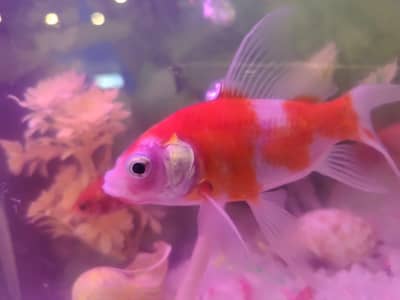 fish aquarium for sale