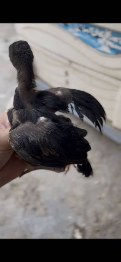 Aseel chick available for sale