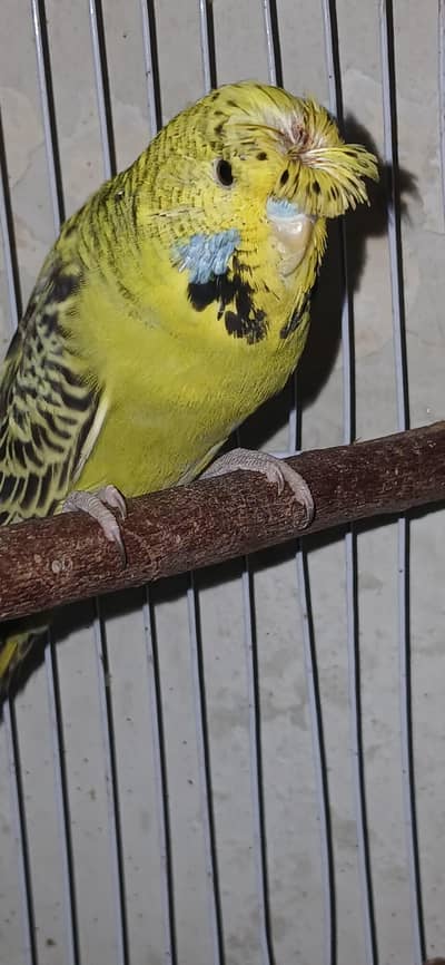 Exhibition double crusted Top Quality female