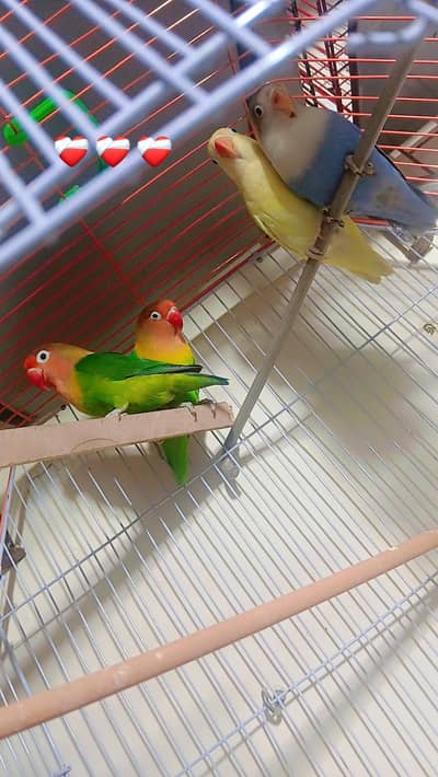 lovebirds