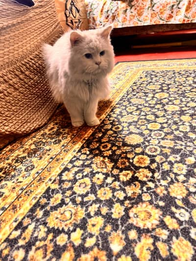 Persion cat tripple coated