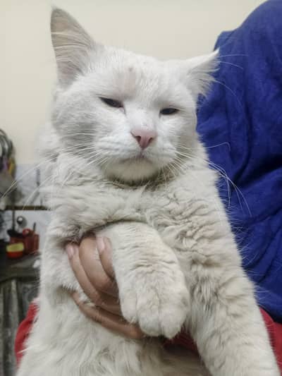 white Persian cat lovely for sale