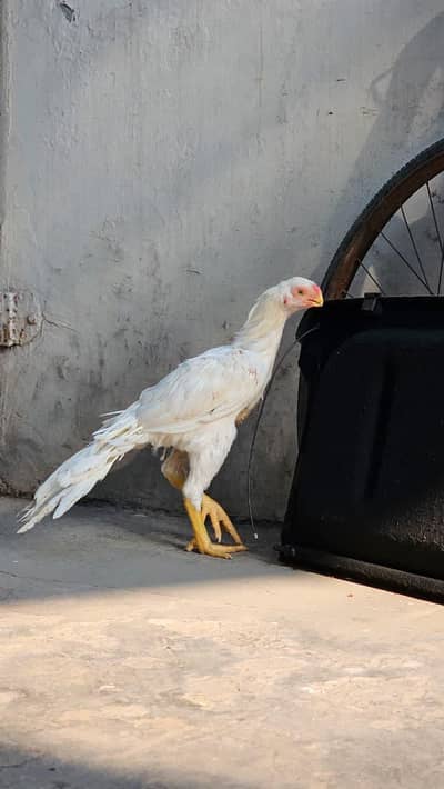 Indian Parrot beak | Tamil nado Tampered Tail | Male
