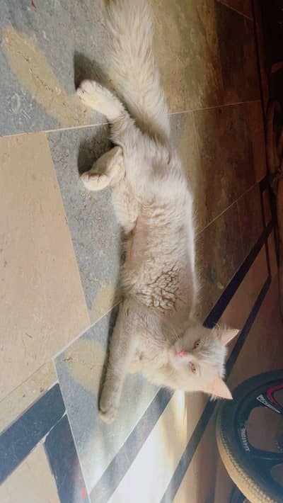 white persian cat