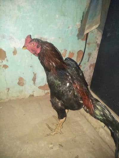 aseel lakha murga old blood line