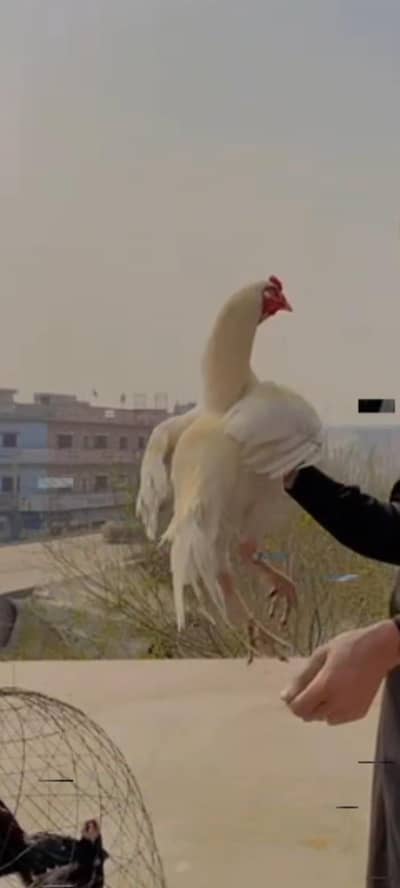 paper white granti wala