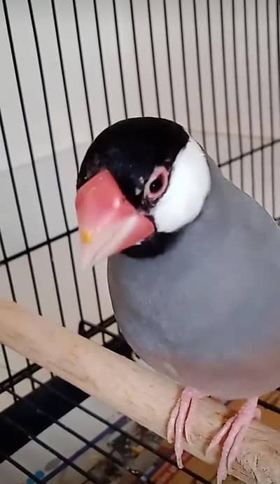 mashallah healthy  and active gray jawa  male for sale