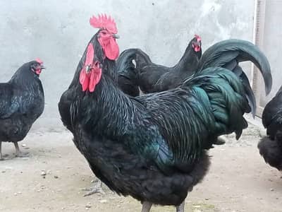Heritage Black Australorp Breeder Set