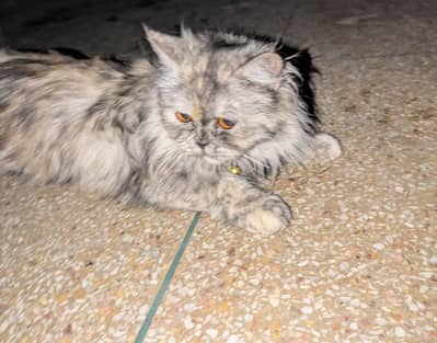 Grey Persian cat Female