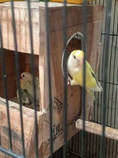 cherry 3  crimino rozicoly  2 pear