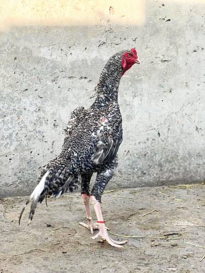 top quality pure Japnese shamo pair