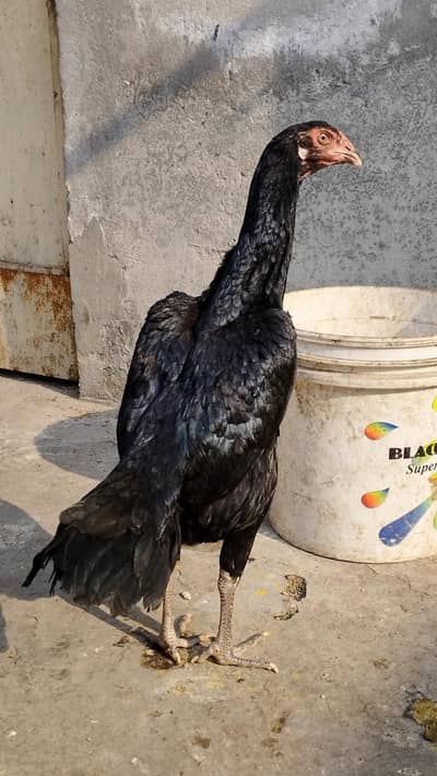 top quality pure black Japnese shamo