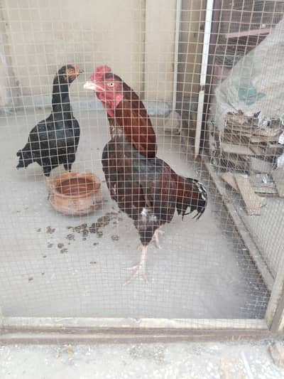 Breader pair ha Murge ke vadeo what's app app par mil ji ge