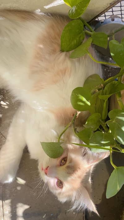 Whute and coffee color cat with his All accessories