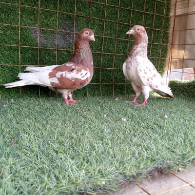 tedi/ indian lakhy ,/ ferozpuri. . . . joror wally pigeon. read full add