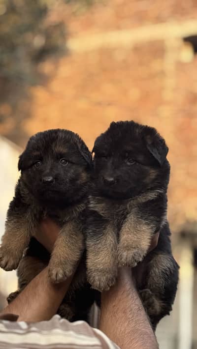 pedigree Gsd long haird puppies available