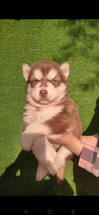 Siberian Husky Puppy ! Alaskan Malamute Cross