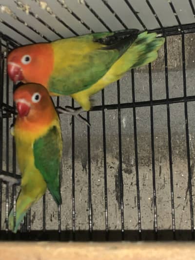 Lovebird breeding pair