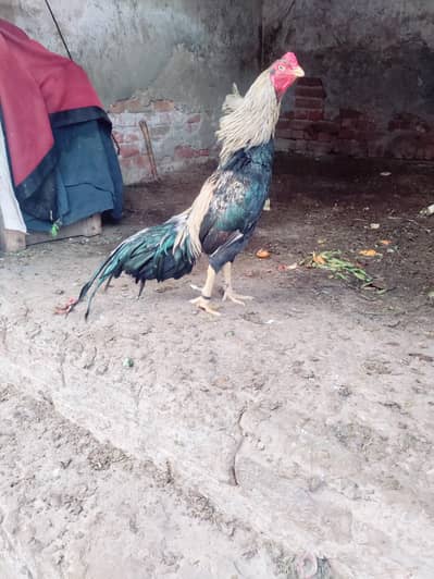 bohat acha parinda hay