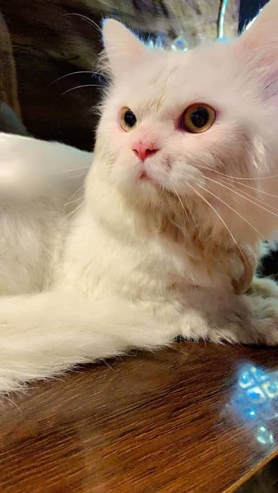 Persian Cat