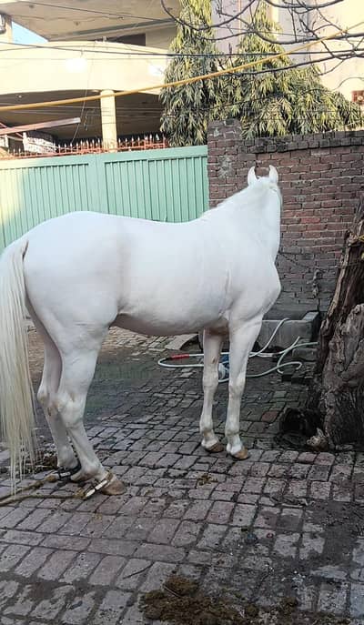 Beautiful Nukra for sale in Gujrat