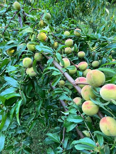 Ago Farm Peach fruit garden Mature, level land irrigated
