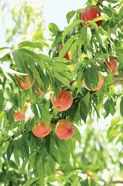 Ago Farm Peach fruit garden Mature, level land irrigated