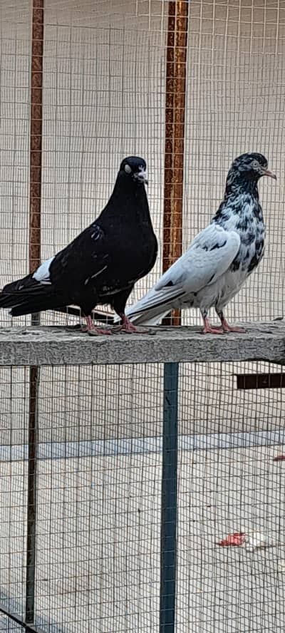 Royal Taddy nar rampuri pair plus bacha