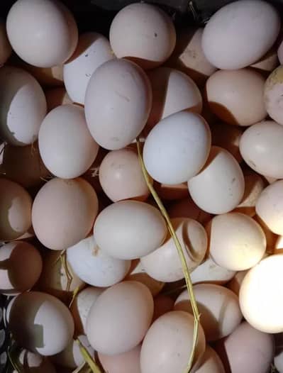 Desi Fertile Eggs