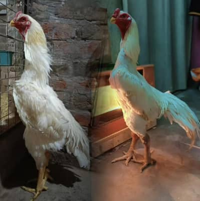 white king shamo ke chicks