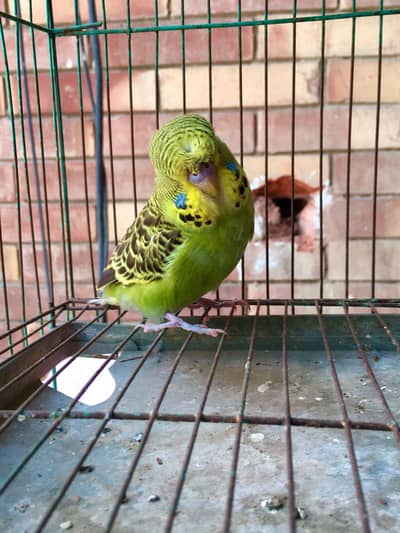 exhibition patha for sale