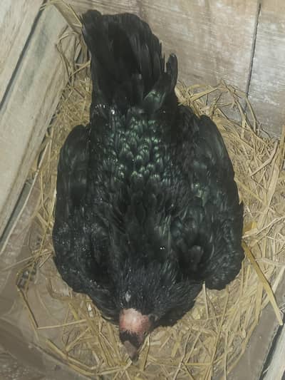 2 beautiful kurak hens looking for new home