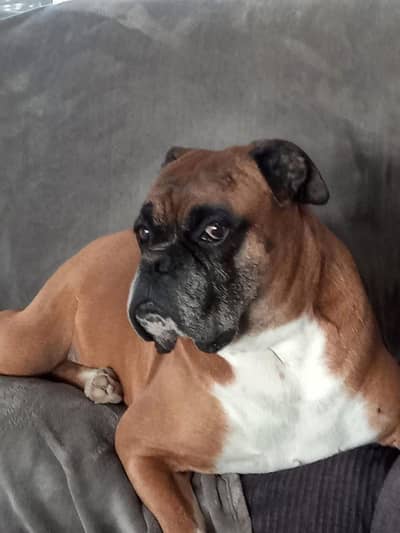 Hey I'm selling my boxer dog 16month age ha aur vaccinated ha