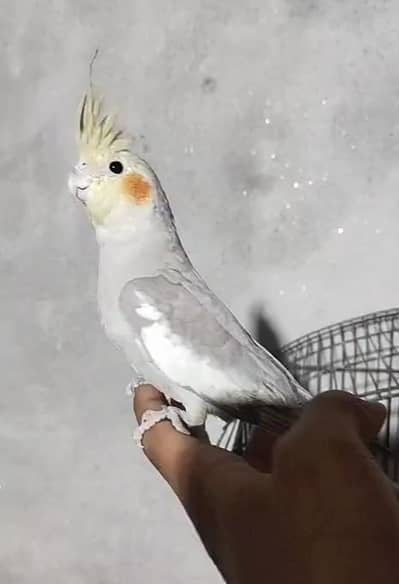 Hand tamed + fly tamed cocktail friendly h cargo possible 03161510578