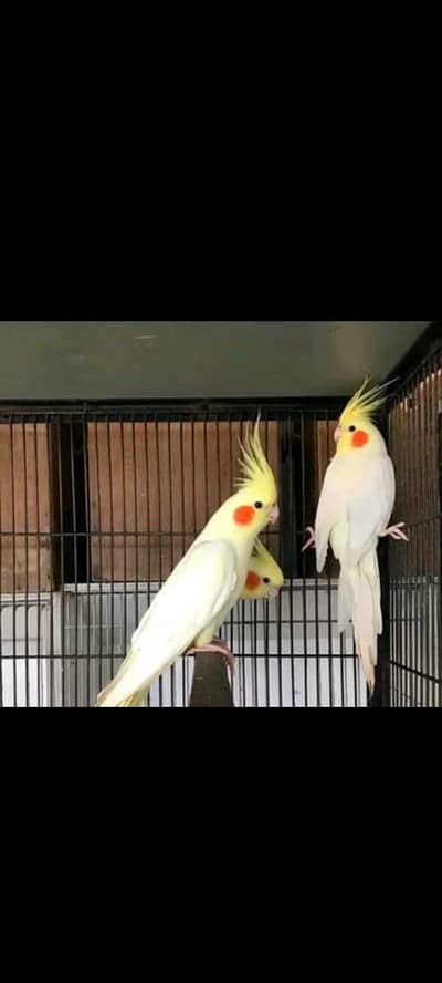 cream and charcoal pearl cocktail pair for sale!