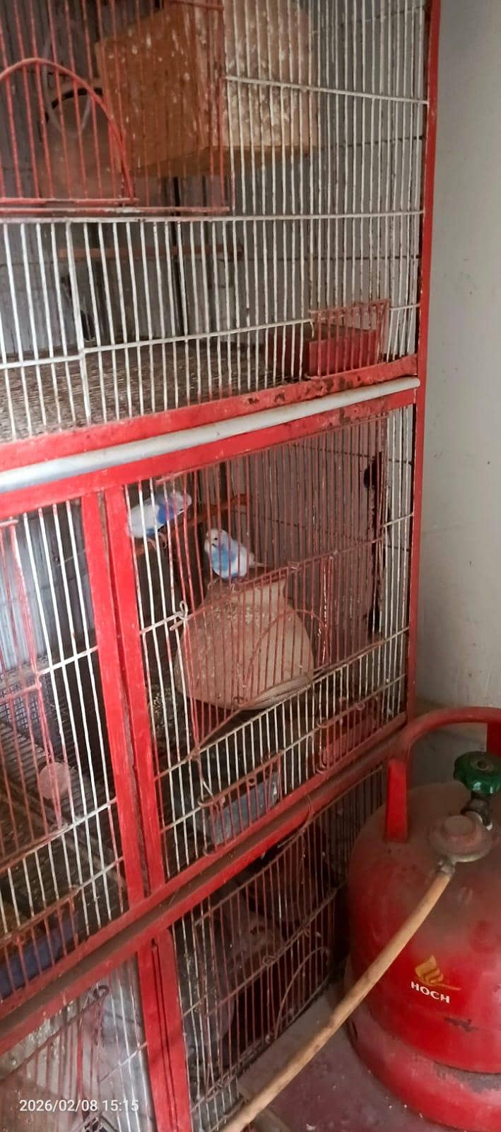 bird cage 1